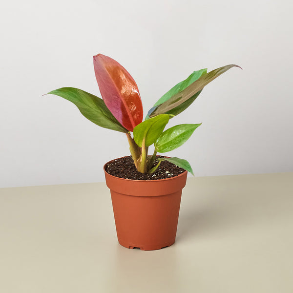 sunset philodendron Philodendron 'Sun Red'