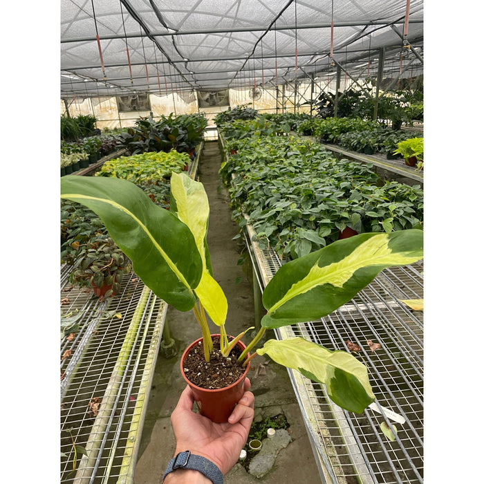 philodendron tropical sunrise Philodendron 'Thai Sunrise' | Indoor Plant | Tropical Plant | Potted Plant