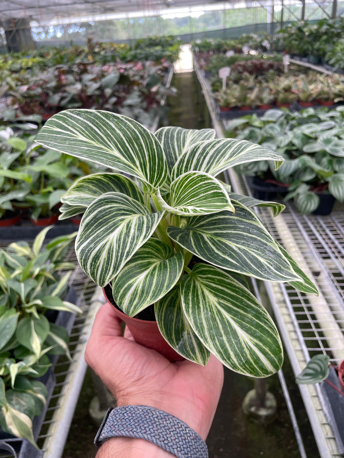 philodendron birkin white measure Philodendron White Measure