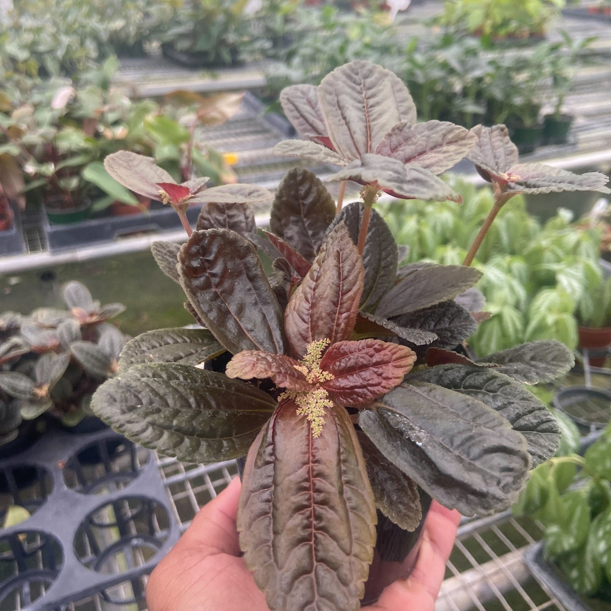 chocolate spider plant Pilea 'Chocolate' | Indoor Plant | Tropical Plant | Potted Plant