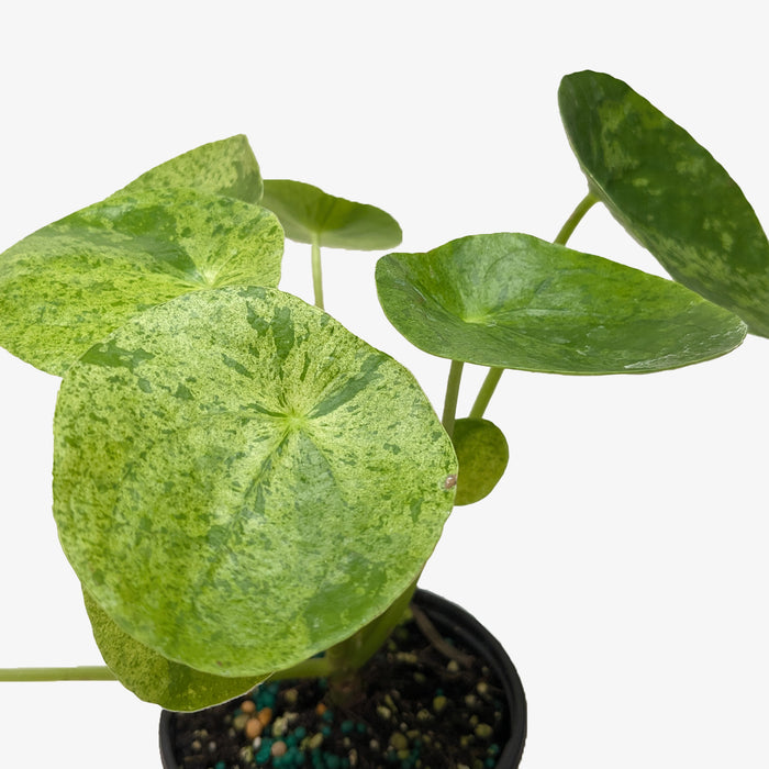 Pilea 'Mojito'