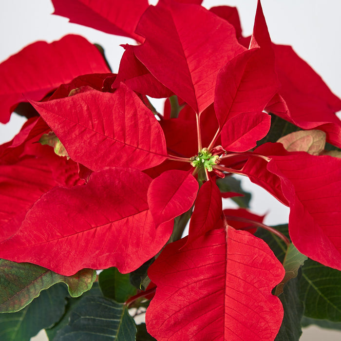 Poinsettia 'Red' 2Pack