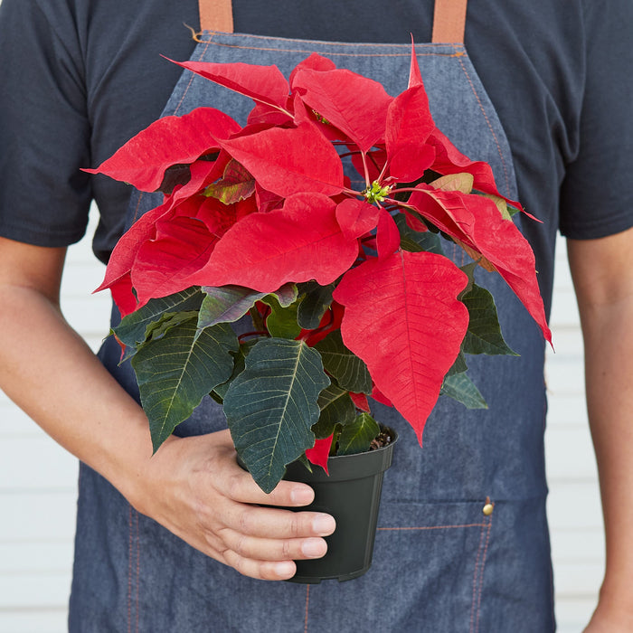 Poinsettia 'Red' 2Pack