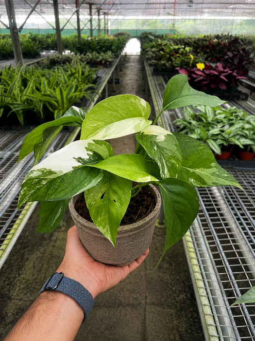pothos albino Pothos 'Albo Variegata'