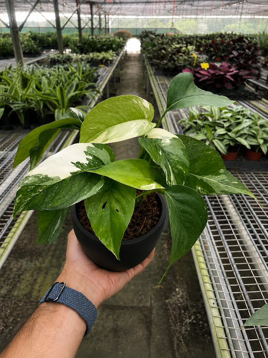 Pothos 'Albo Variegata'