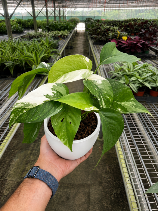pothos variegated leaves Pothos 'Albo Variegata'