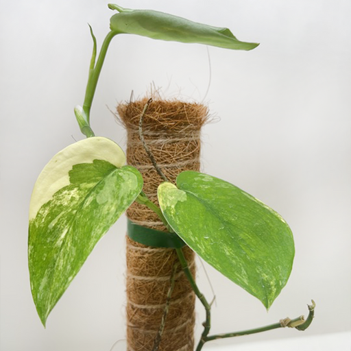 jade satin pothos patent Pothos Jade Satin Albo
