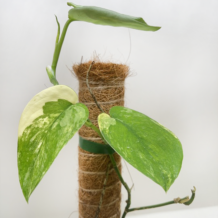 jade satin scindapsus vs jade pothos Pothos Jade Satin Albo