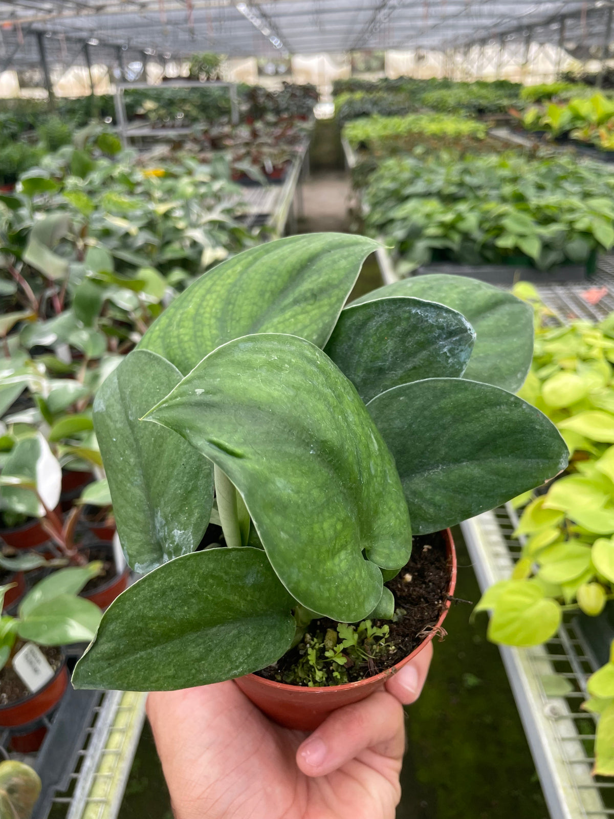 jade pothos for sale Pothos Jade Satin