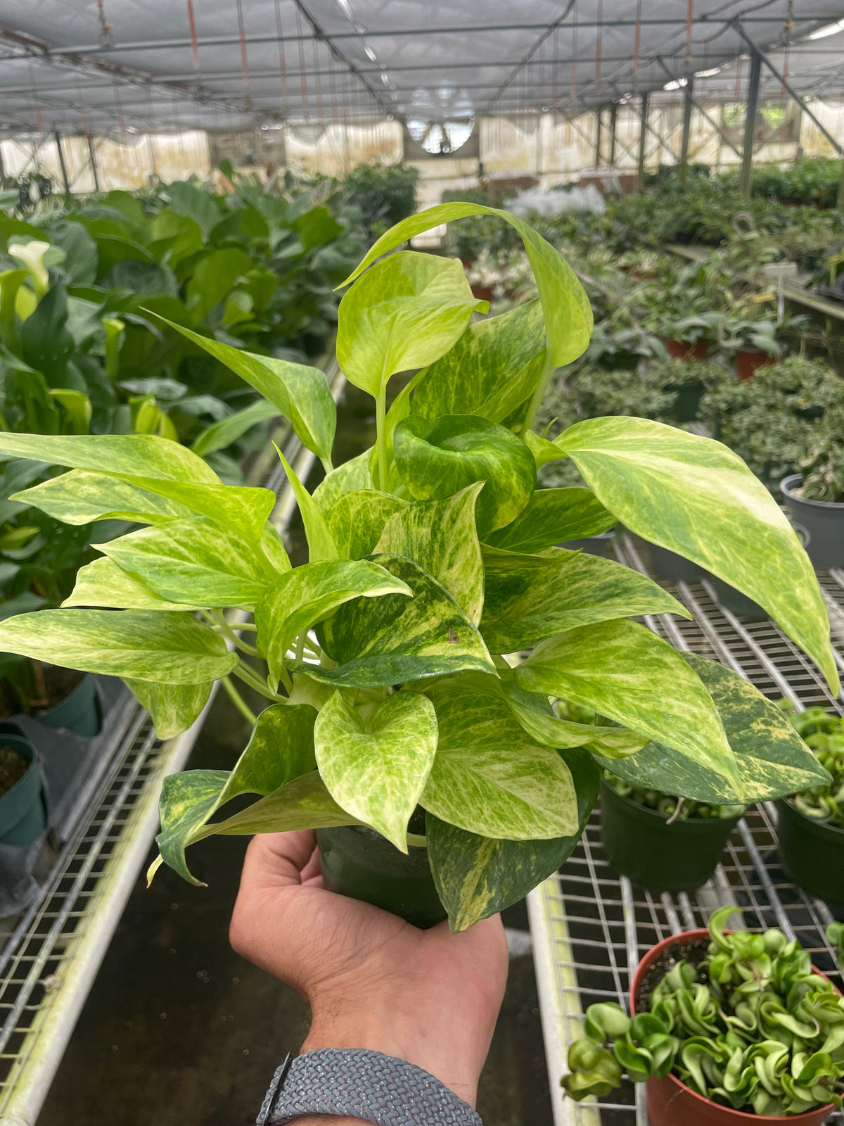 neon golden pothos Pothos 'Neon Queen' | Indoor Plant | Tropical Plant | Potted Plant