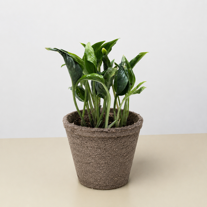 wholesale pothos Pothos 'Shangri La'
