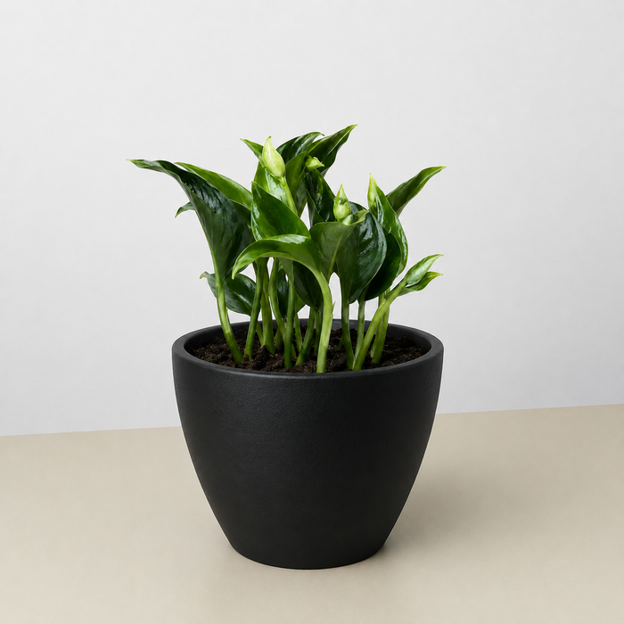 pothos black Pothos 'Shangri La'