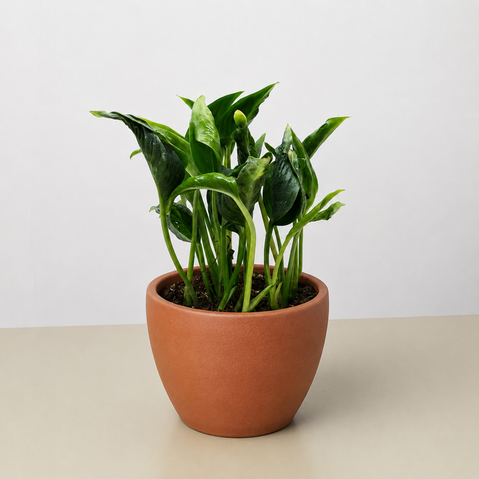 Pothos 'Shangri La'