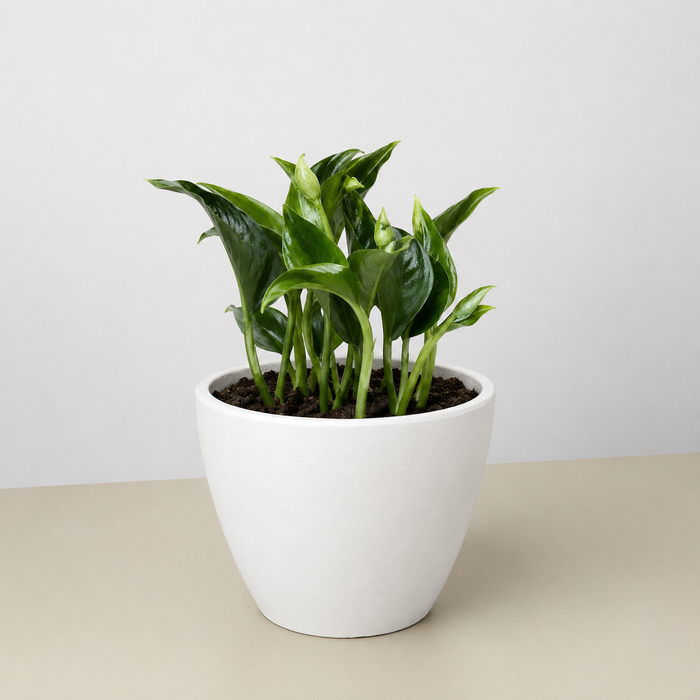 plant with white pot Pothos 'Shangri La'