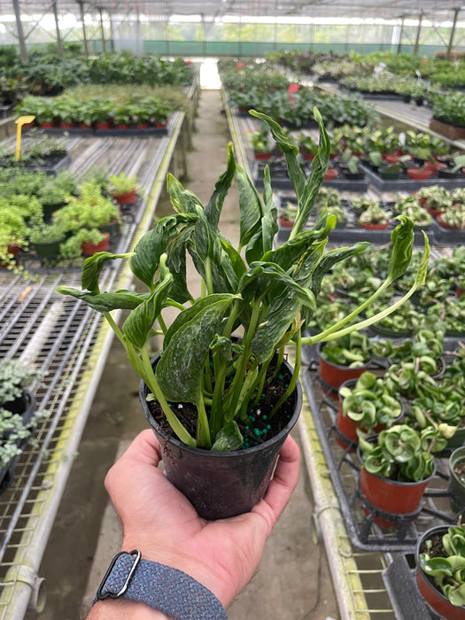 variegated shangri la pothos Pothos 'Shangri La'