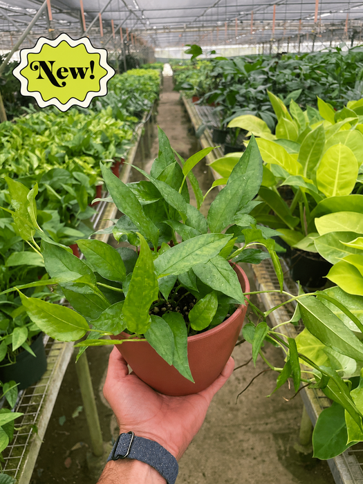 Pothos 'Skeleton Key'