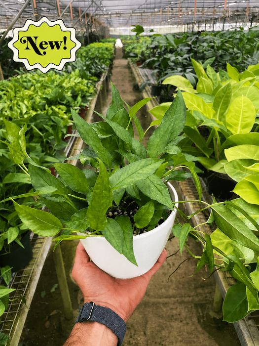 Pothos 'Skeleton Key'