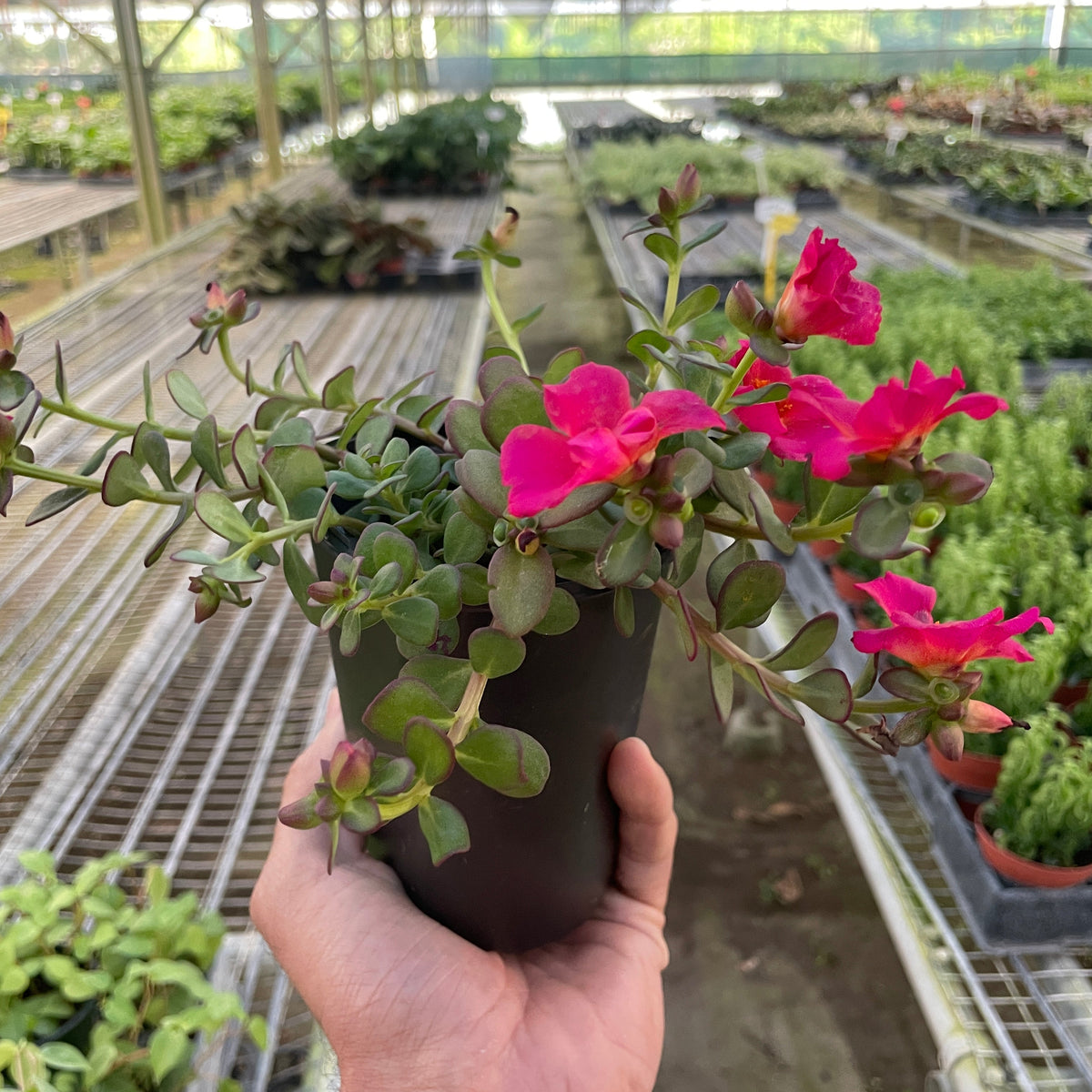purslane plant indoors Purslane | Indoor Plant | Tropical Plant | Potted Plant