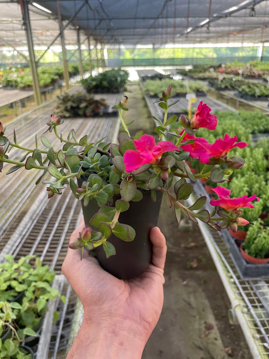 is portulaca an indoor plant Purslane | Indoor Plant | Tropical Plant | Potted Plant