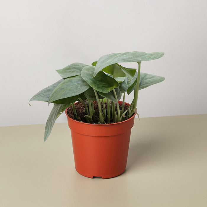 Scindapsus Platinum Java