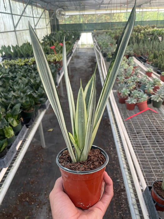pale sansevieria Snake 'Bantel's Sensation'