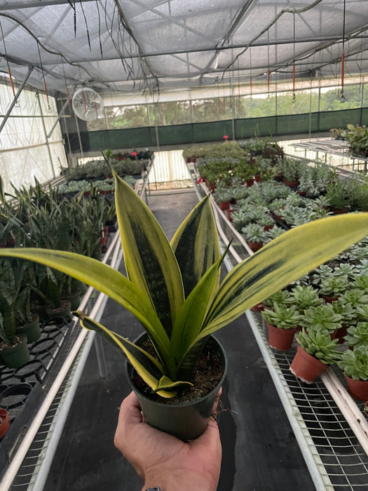 golden flame vs futura superba snake plant Snake Plant 'Gold Flame'
