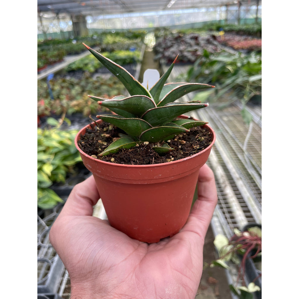 sansevieria lavranos 24977 Snake 'Lavranos'