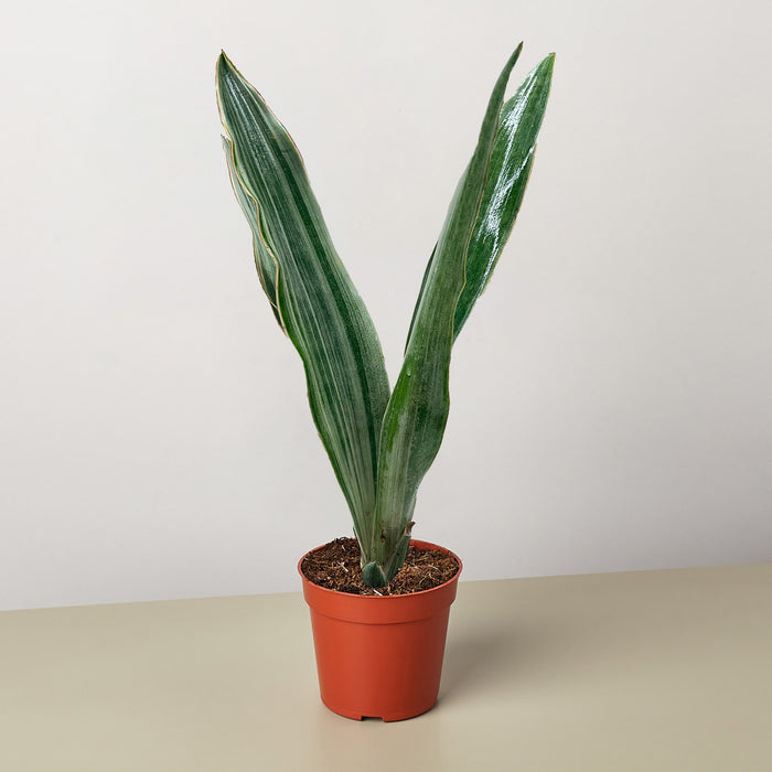 sansevieria sayuri vs bantel Snake Plant 'Sayuri'