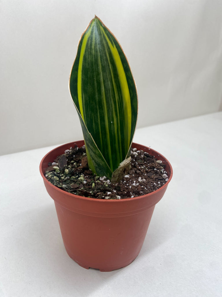 masoniana snake plant Variegated Shark Fin Snake Plant