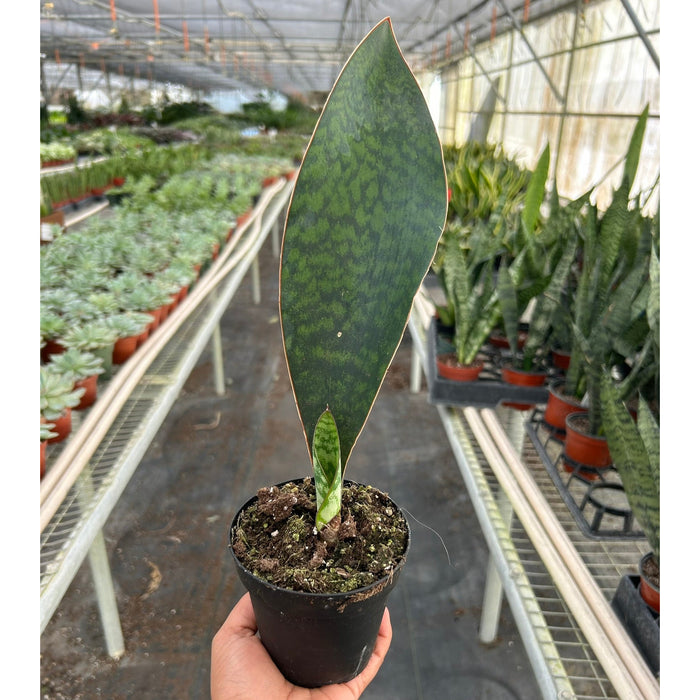 fin snake plant Shark Fin Snake Plant