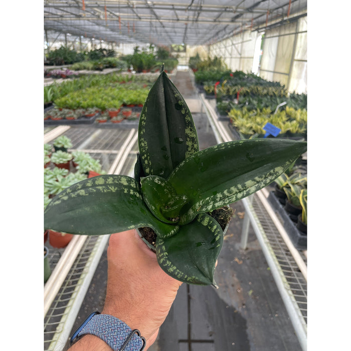 whitney snake plant care Snake Plant 'Whitney'