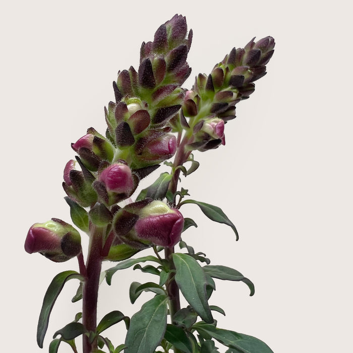 SnapDragon