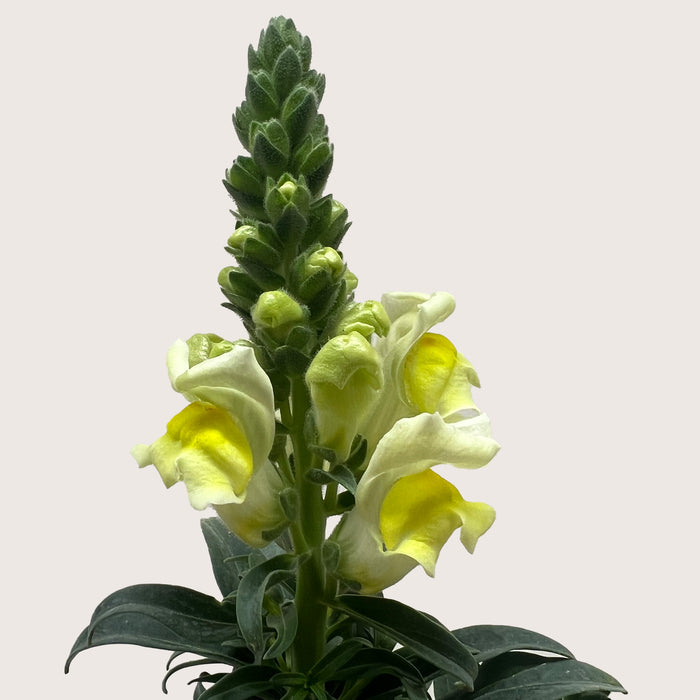 SnapDragon