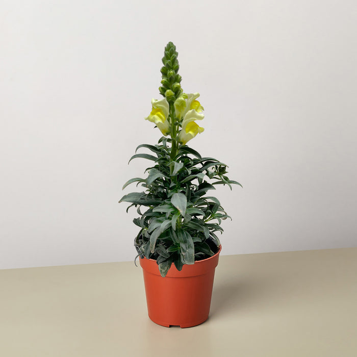 snapdragon plant indoors SnapDragon