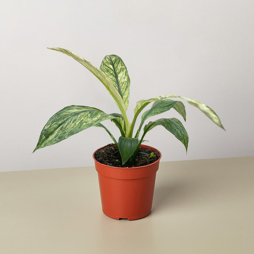 variegated peace lily jessica Spathiphyllum Jessica