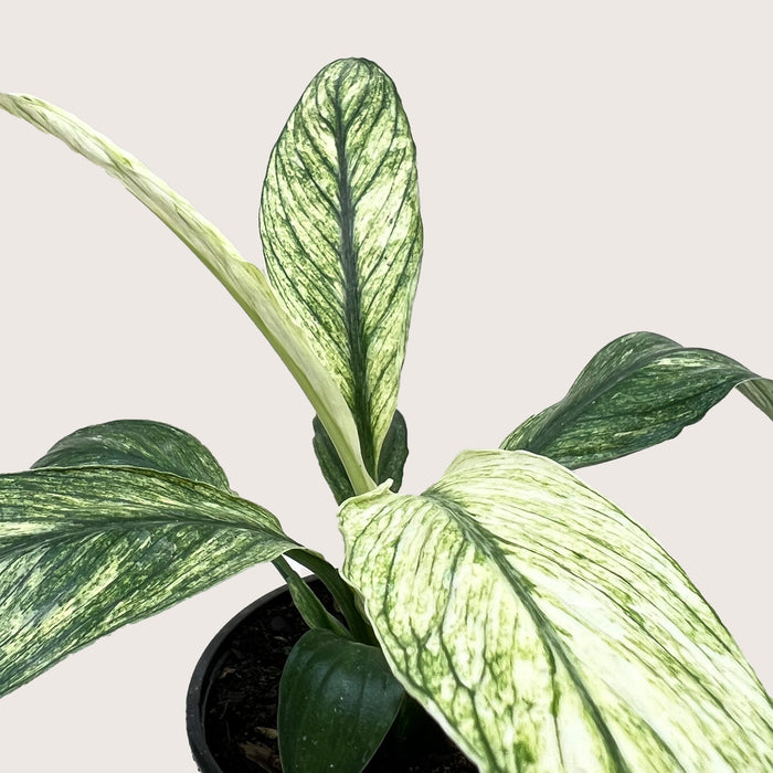 spathiphyllum sensation peace lily Spathiphyllum Jessica