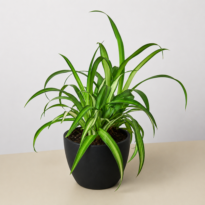 black spider plant Spider Plant 'Hawaiian'