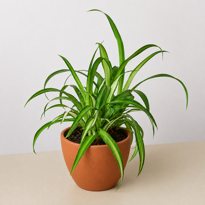spider plant in terracotta pot Spider Plant 'Hawaiian'