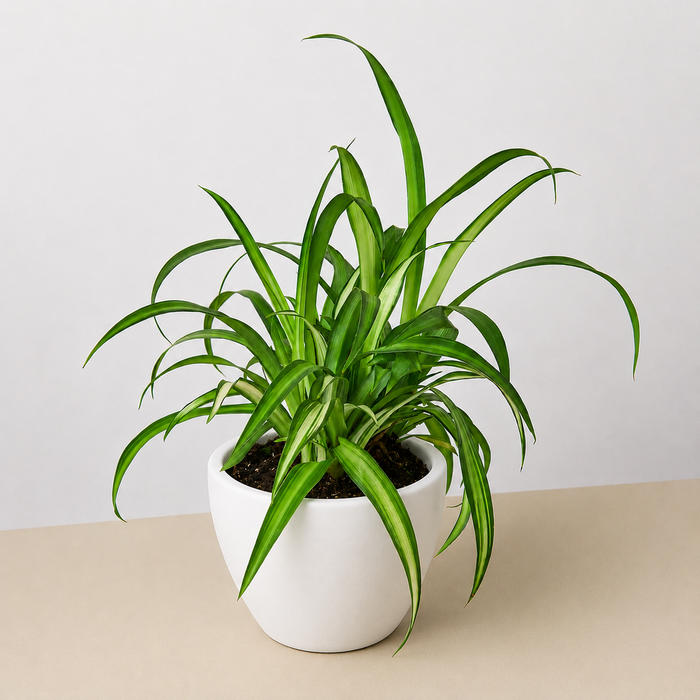 chlorophytum hawaiian spider Spider Plant 'Hawaiian'