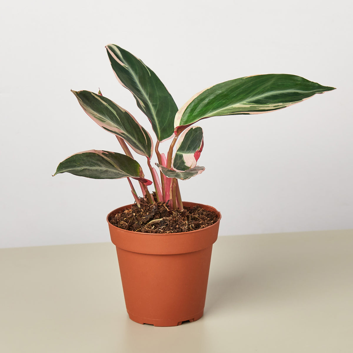 Stromanthe 'Triostar' | Indoor Plant | Tropical Plant | Potted Plant