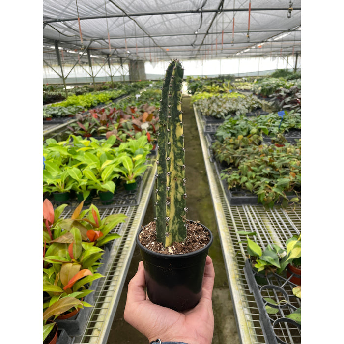 blue candle succulent Variegated Blue Candle Cactus