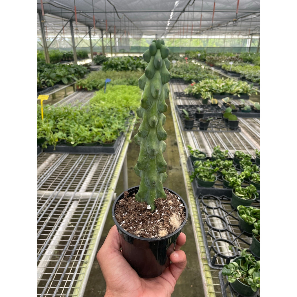 succulent breasts Boobie Cactus