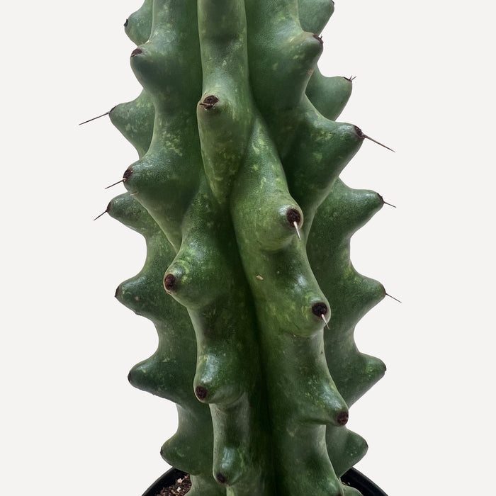 boobie succulent Succulent Cactus Ghost White Boobie