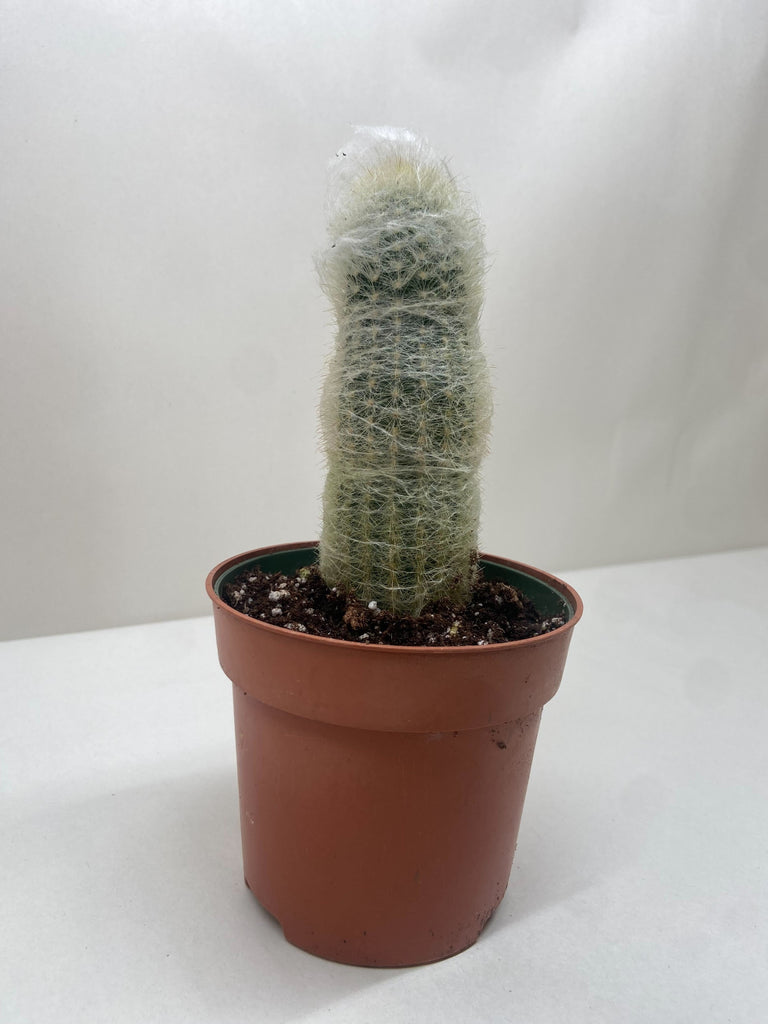 cactus old Cactus 'Old Man'