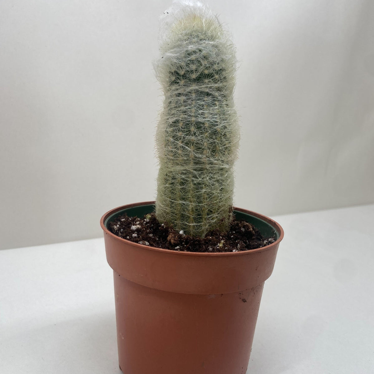 types of old man cactus Cactus 'Old Man'