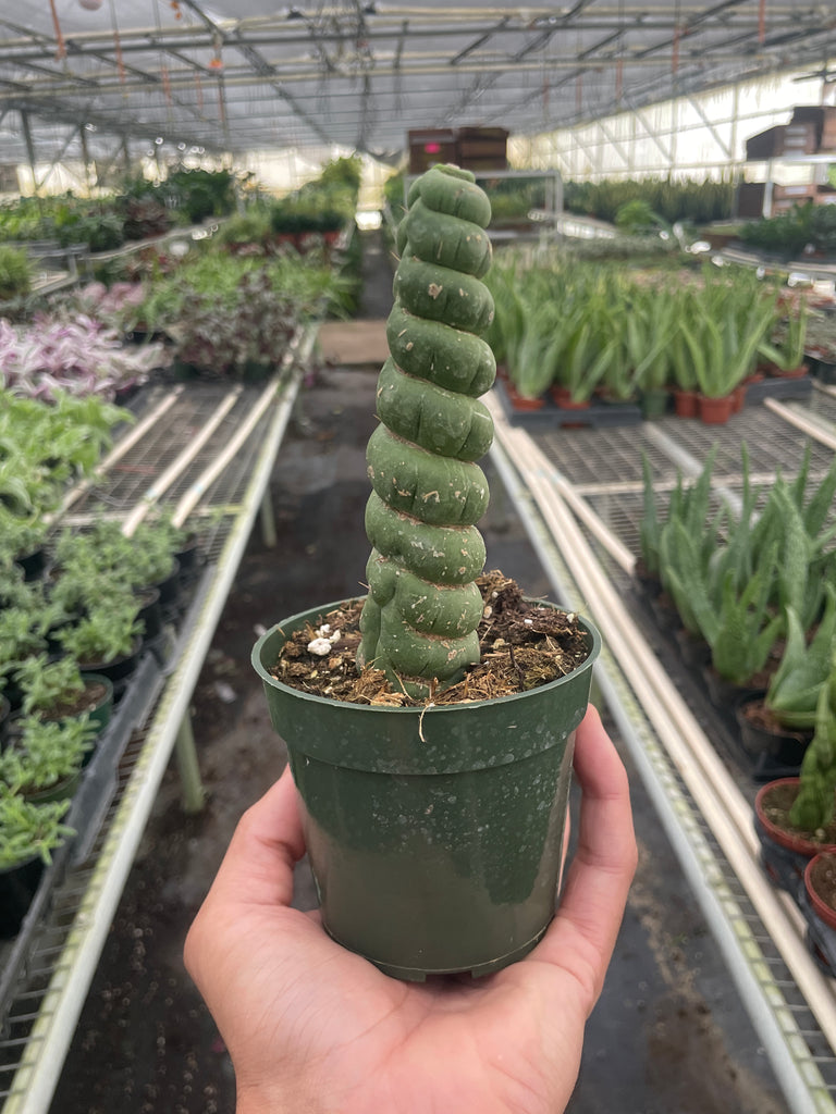 Succulent Unicorn Cactus | Indoor Plant | Tropical Plant | Potted Plant