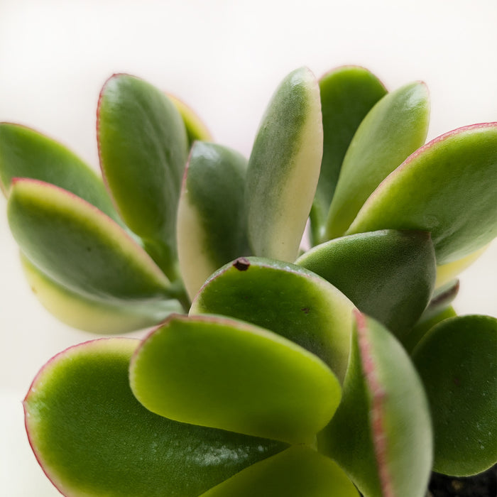 varigated succulents Succulent Crassula 'Falcata' | Indoor Plant | Tropical Plant