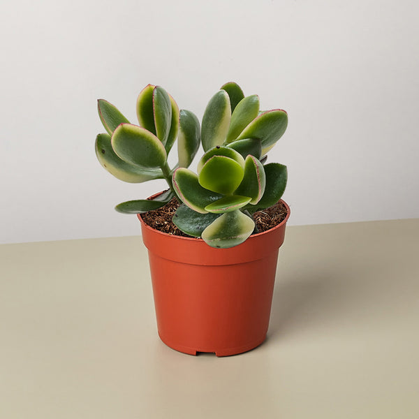 jade looking succulent Succulent Crassula 'Falcata' | Indoor Plant | Tropical Plant