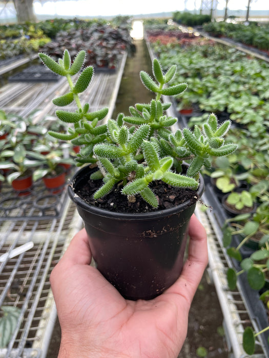 succulent that looks like a pickle Delosperma echinatum 'Pickle Plant'