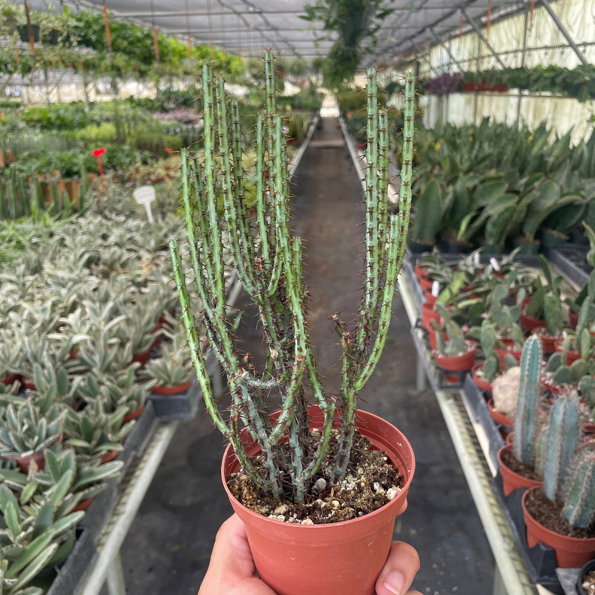 euphorbia succulent cactus Succulent Euphorbia Aeruginosa